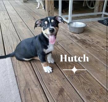 Hutch -  Chihuahua Dog for Adoption in Milton, Florida - Hutch | PetCurious