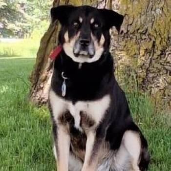 Bucky Barnes -  Black Labrador Retriever and Alaskan Malamute Dog for Adoption in Richland, Michigan - Bucky Barnes | PetCurious