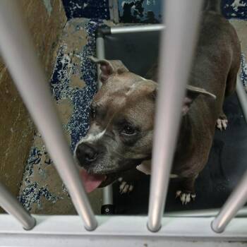 Pit Bull Terrier Dogs Available for Adoption in Newark, New Jersey - Hollow | PetCurious