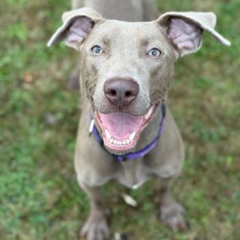 Rescue Weimaraner Dogs for Adoption in Des Moines, Iowa - Star | PetCurious