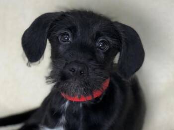 Pretzel -  Pointer and Siberian Husky Dog for Adoption in Portland, Oregon - Pretzel | PetCurious