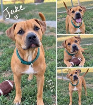 Jake -  Boxer Dog for Adoption in Westwood, New Jersey - Jake | PetCurious