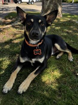 Shepherd and Miniature Pinscher Dogs Available for Adoption in Lodi, California - Cowboy | PetCurious