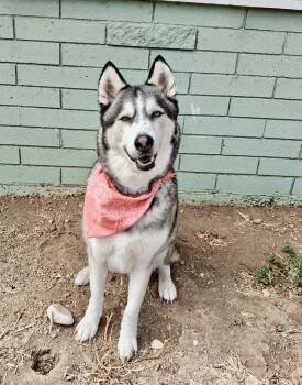 Cody -  Husky Dog for Adoption in Escondido, California - Cody | PetCurious