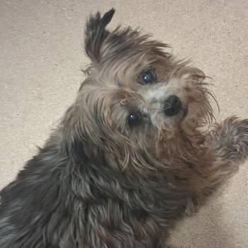 Elley -  Mixed Breed Dog for Adoption in Fort Bragg, California - Elley | PetCurious
