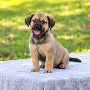Muffin -  Schnauzer and Terrier Dog for Adoption in Lucedale, Mississippi - Muffin | PetCurious