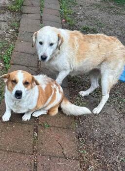 26-044 Vanna White (fka Puppy) "NEEDS FOSTER!" -  Labrador Retriever and Great Pyrenees Dog for Adoption in Richardson, Texas - 26-044 Vanna White (fka Puppy) "NEEDS FOSTER!" | PetCurious
