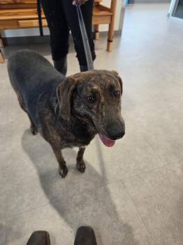 Bonnie -  Labrador Retriever and Mixed Breed Dog for Adoption in Bossier City, Louisiana - Bonnie | PetCurious