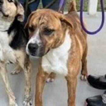 Rescue Mixed Breed Dogs for Adoption in Dover, New Hampshire - Clyde *Available After 11/25* | PetCurious