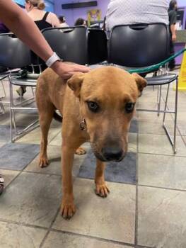 Mixed Breed Dogs Available for Adoption - 60677607 | PetCurious