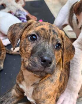 Ash -  Mixed Breed Dog Available for Adoption in Eutawville, South Carolina - Ash | PetCurious