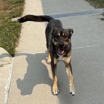 Jimmy -  Shepherd Dog for Adoption in Sioux City, Iowa - Jimmy | PetCurious