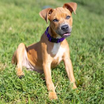 Maddie -  Black Mouth Cur and Mixed Breed Dog for Adoption in Wilmington, Delaware - Maddie | PetCurious