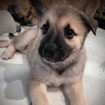 Nani -  Shepherd and Mixed Breed Dog for Adoption in Austin, Texas - Nani | PetCurious