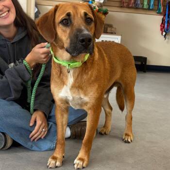 Terry -  Mixed Breed Dog for Adoption in Morristown, Vermont - Terry | PetCurious