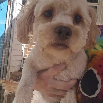 Rudy -  Miniature Poodle Dog for Adoption in Athens, Alabama - Rudy | PetCurious