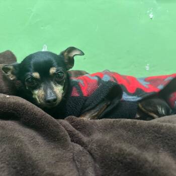 Chihuahua Dogs Available for Adoption - Sid Rosarita/A1043504 | PetCurious