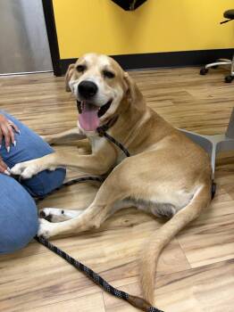 Scorpion -  Mixed Breed Dog for Adoption in Raleigh, North Carolina - Scorpion | PetCurious