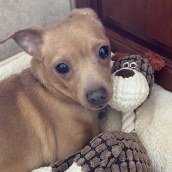 Jane -  Chihuahua Dog for Adoption in Sonora, California - Jane | PetCurious