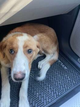 Kelso -  Mixed Breed Dog for Adoption in Conway, South Carolina - Kelso | PetCurious