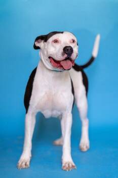 MISSION -  Terrier Dog for Adoption in Pegram, Tennessee - MISSION | PetCurious