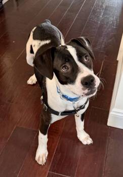 Fiona -  Labrador Retriever and Pit Bull Terrier Dog for Adoption in Greenlawn, New York - Fiona | PetCurious