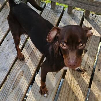 Chihuahua and Mixed Breed Dogs Available for Adoption in Freeport, Florida - Remus | PetCurious