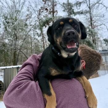 Rottweiler Dogs Available for Adoption - Zoé | PetCurious