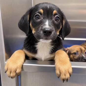 KCAC _4 -  Shepherd and Mixed Breed Dog for Adoption in Kerrville, Texas - KCAC _4 | PetCurious