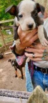 Mixed Breed Dogs Available for Adoption in West Chester, Pennsylvania - Tulip | PetCurious