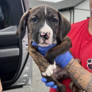 Terrier Dogs Available for Adoption - Soos | PetCurious