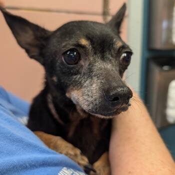 June Bug -  Mixed Breed Dog for Adoption in Huntsville, Arkansas - June Bug | PetCurious