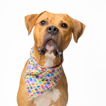 Deebo -  Mixed Breed Dog for Adoption in Atlanta, Georgia - Deebo | PetCurious