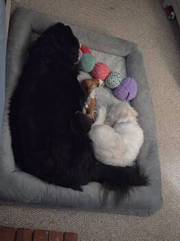 Larry -  Shih Tzu Dog for Adoption in Hillside, Illinois - Larry | PetCurious