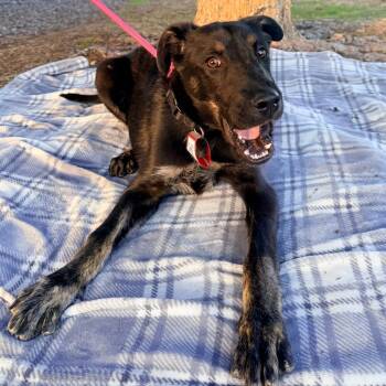 Australian Cattle Dog Blue Heeler and Mixed Breed Dogs Available for Adoption in Parker, Colorado - 564 (2026) James | PetCurious
