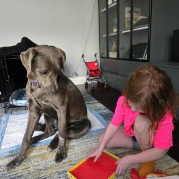 Bonita -  Mixed Breed Dog for Adoption in Chicago, Illinois - Bonita | PetCurious