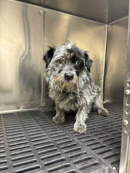 Terrier Dogs Available for Adoption in Marietta, Georgia - Bindi | PetCurious