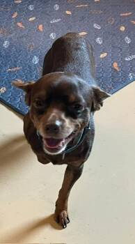 Chico -  Chihuahua and Dachshund Dog for Adoption in Manchester, Tennessee - Chico | PetCurious