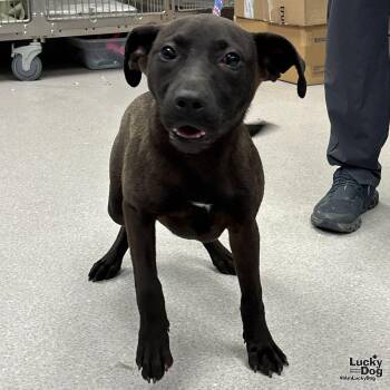 Labrador Retriever Dogs Available for Adoption in Washington, District Of Columbia - Pharmacist | PetCurious