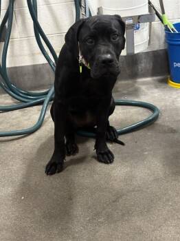 COCO -  Cane Corso Dog for Adoption - COCO | PetCurious