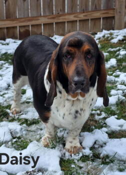 Rescue Basset Hound Dogs for Adoption in Brookville, Ohio - Daisy (11-2025) | PetCurious