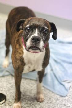 Dumplin in NH. Come Meet our Adoptable Dogs Wednesday-Saturday.  -  Boxer Dog for Adoption in Manchester, New Hampshire - Dumplin In NH. Come Meet Our Adoptable Dogs Wednesday-Saturday.  | PetCurious