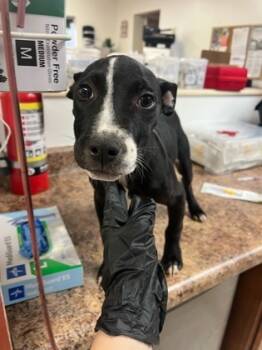 Rescue Mixed Breed Dogs for Adoption in Cincinnati, Ohio - Salami Roll | PetCurious