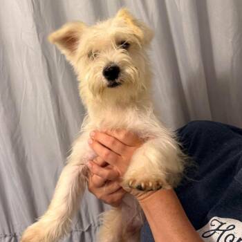 Wesley -  West Highland White Terrier Westie and Mixed Breed Dog for Adoption in Winchester, Virginia - Wesley | PetCurious