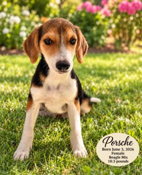 PORSCHE - 4 MONTH FEMALE BEAGLE MIX - PETCO, 5011 E. RAY ROAD, P -  Beagle Dog for Adoption in Mesa, Arizona - PORSCHE - 4 MONTH FEMALE BEAGLE MIX - PETCO, 5011 E. RAY ROAD, P | PetCurious