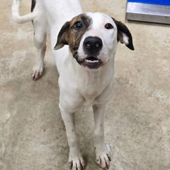 Autumn - 062307U -  Terrier and Mixed Breed Dog for Adoption in Tupelo, Mississippi - Autumn - 062307U | PetCurious