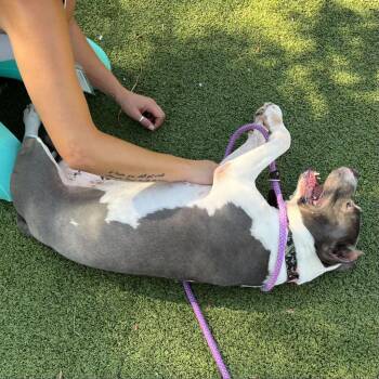 Juliette -  American Staffordshire Terrier Dog for Adoption in Apache Junction, Arizona - Juliette | PetCurious