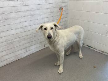 Rescue German Shepherd Dog Dogs for Adoption in San Bernardino, California - OLAF | PetCurious