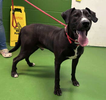 Rescue Black Labrador Retriever Dogs for Adoption in Rustburg, Virginia - Skunk - At Shelter | PetCurious
