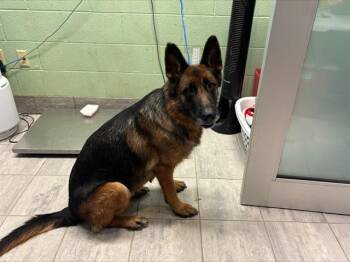 German Shepherd Dog and Mixed Breed Dogs Available for Adoption in Grand Prairie, Texas - THEODOSIA | PetCurious